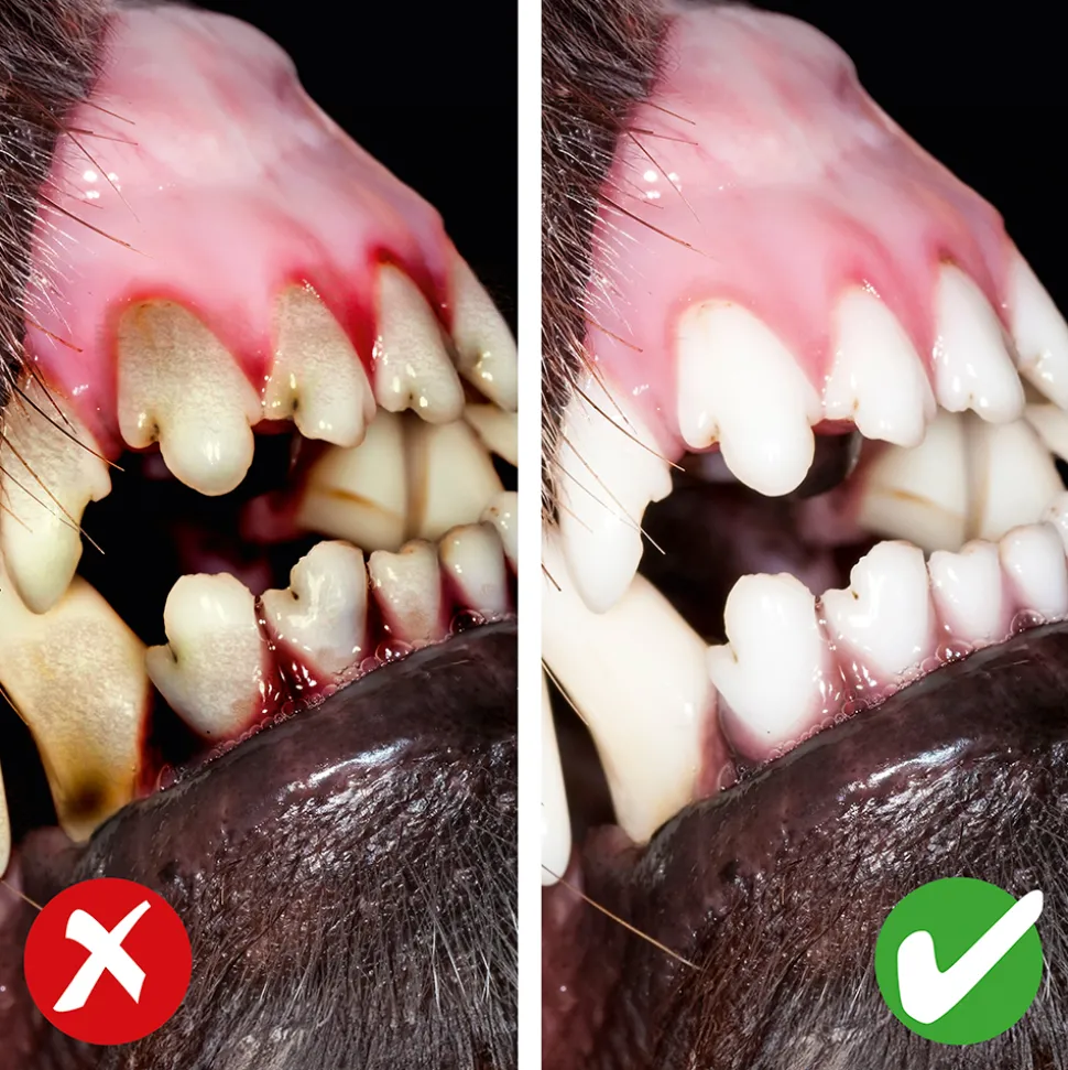 Gesund für den Hund: ein Kauspielzeug mit Zahnpflegeeffekt
