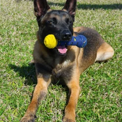 Gesund für den Hund: ein Kauspielzeug mit Zahnpflegeeffekt