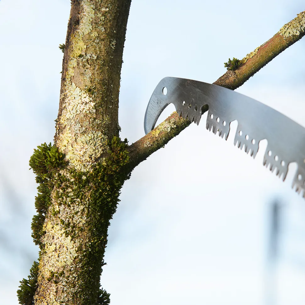 Äste sauber zurückschneiden – schnell und mühelos
